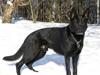 Schæferhund Goliath Bady-Ron (Carlos)