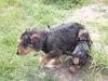 Gravhund Rufus
