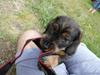 Gravhund Benzon