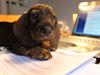 Gravhund Balder