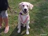 Labrador retriever Wham