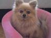Pomeranian Mussi