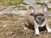 Chihuahua Elvis