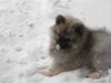 Keeshond Keesho's Gaya