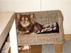 Chihuahua Brownie