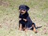 Rottweiler VomHauseDestenyCasanova