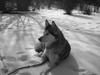 Alaskan malamute Sathay RIP