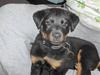 Rottweiler Laika