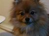 Pomeranian Kahla