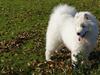 Samojedhund Silver