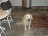 Golden retriever Klientstrupgaard´s Molly