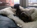 Whippet Sea Leopards Quite Quimat