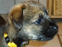 Border terrier Freja