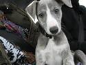 Whippet Sea Leopards Quiet Qairo