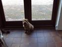 Shar pei China House Leonardo