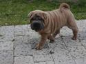 Shar pei Boris