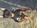Dvaergpinscher Jackie
