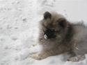 Keeshond Keesho's Gaya