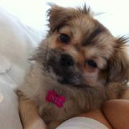Tibetansk spaniel Inez