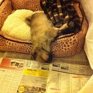 Tibetansk spaniel Inez