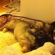 Tibetansk spaniel Inez