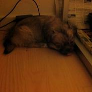 Tibetansk spaniel Inez