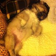 Tibetansk spaniel Inez