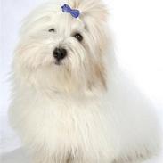 Coton de tulear Lucca