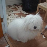 Coton de tulear Lucca
