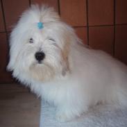 Coton de tulear Lucca