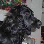 Cocker spaniel Thyra