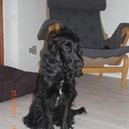 Cocker spaniel Thyra