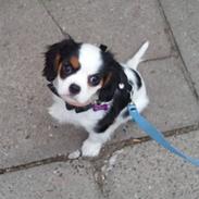 Cavalier king charles spaniel Møffe