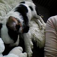 Cavalier king charles spaniel Møffe