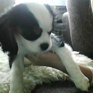 Cavalier king charles spaniel Møffe