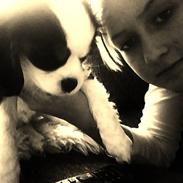 Cavalier king charles spaniel Møffe