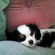 Cavalier king charles spaniel Møffe
