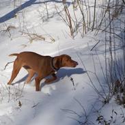 Vizsla Zenta