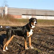 Grosser schweizer sennenhund Unico's Shelby