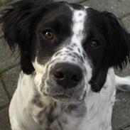 Blanding af racer Sirius Black