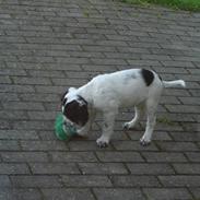 Blanding af racer Sirius Black