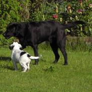 Blanding af racer Sirius Black