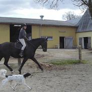 Blanding af racer Sirius Black