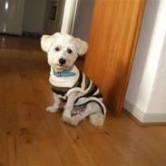 Blanding af racer Gigi