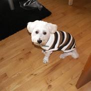 Blanding af racer Gigi