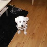 Blanding af racer Gigi