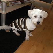 Blanding af racer Gigi