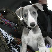 Whippet Sea Leopards Quiet Qairo