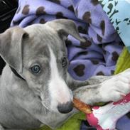 Whippet Sea Leopards Quiet Qairo