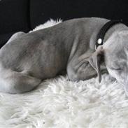 Whippet Sea Leopards Quiet Qairo